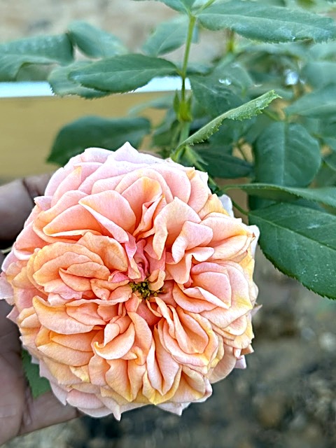 Wrapped bouquet — photo coming soon