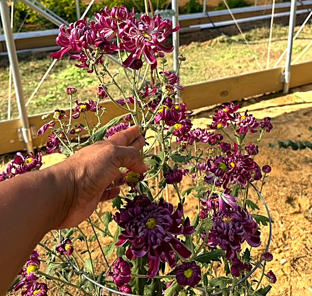 Tending chrysanthemums at the farm