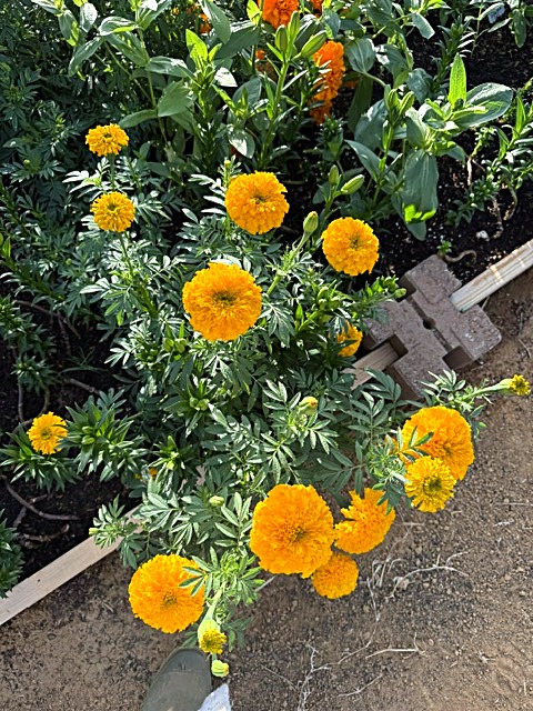 Marigolds at the farm